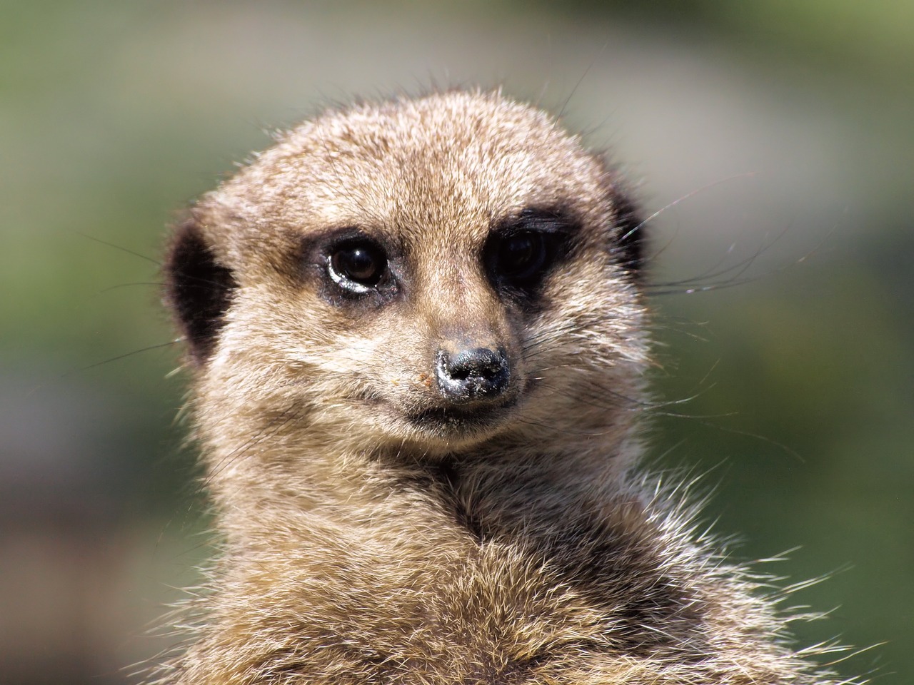 meerkat  fase  cute free photo