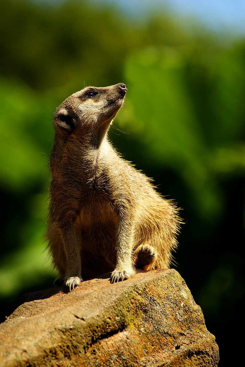 meerkat  animal  animals free photo