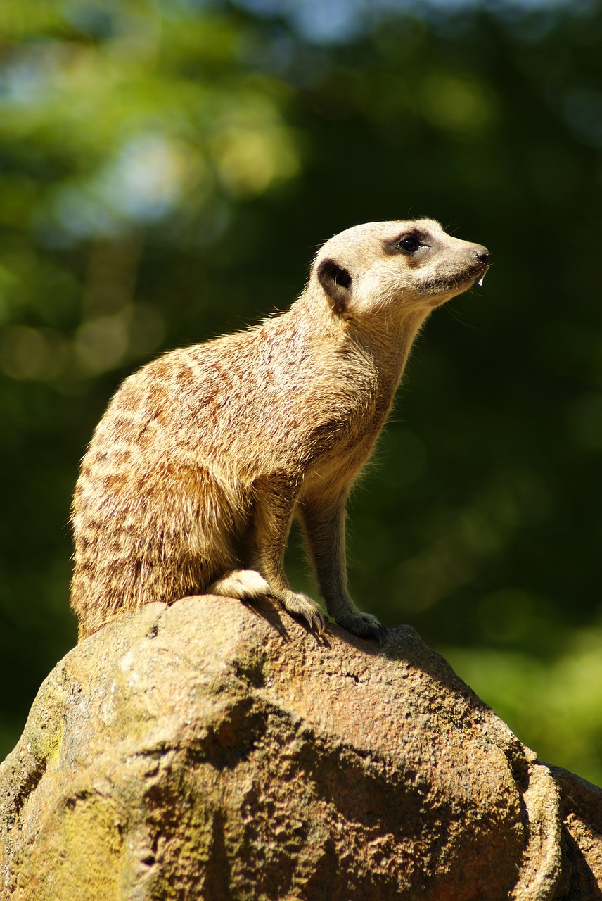 meerkat  animal  zoo free photo