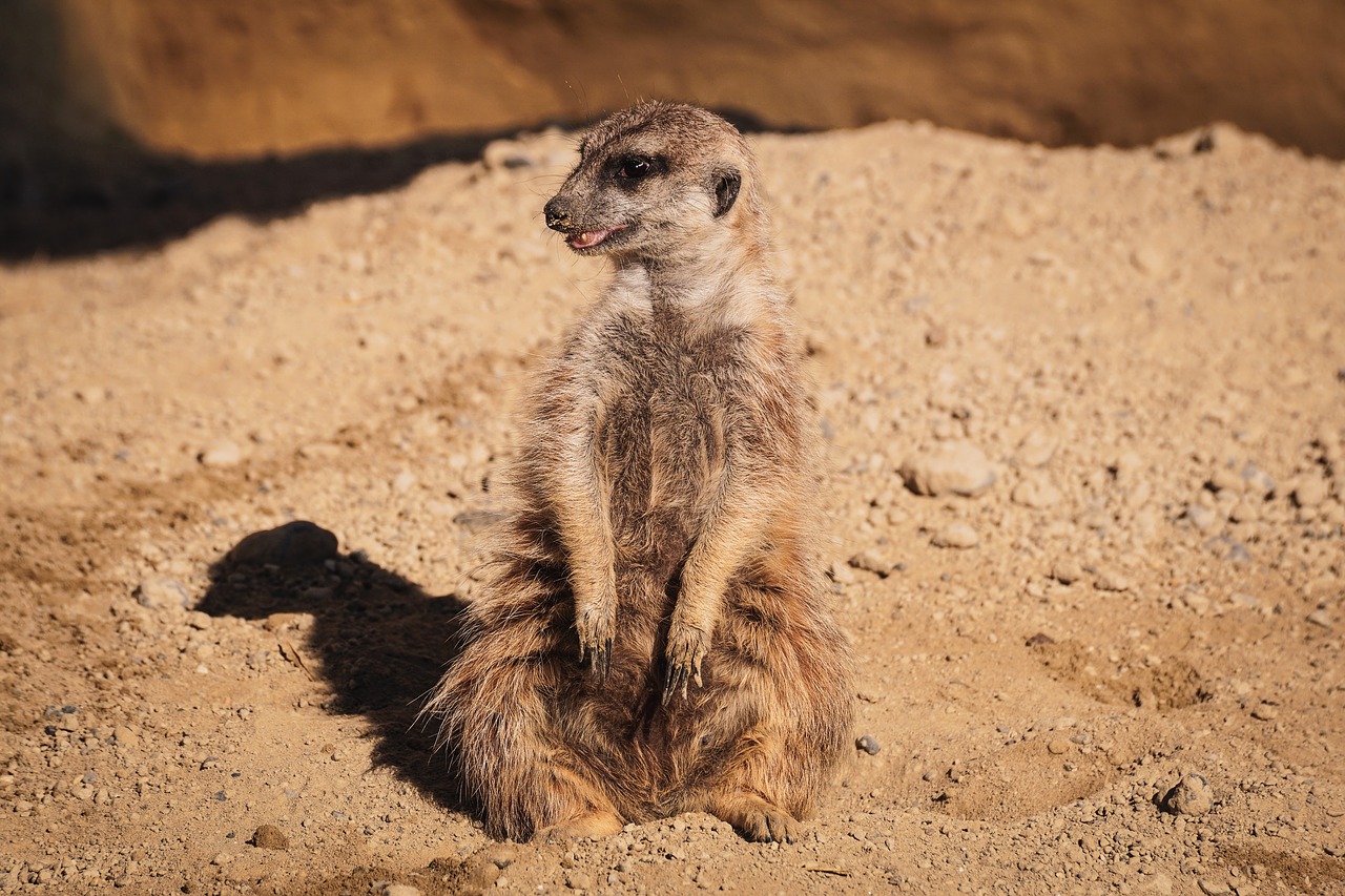 meerkat  funny  watch free photo