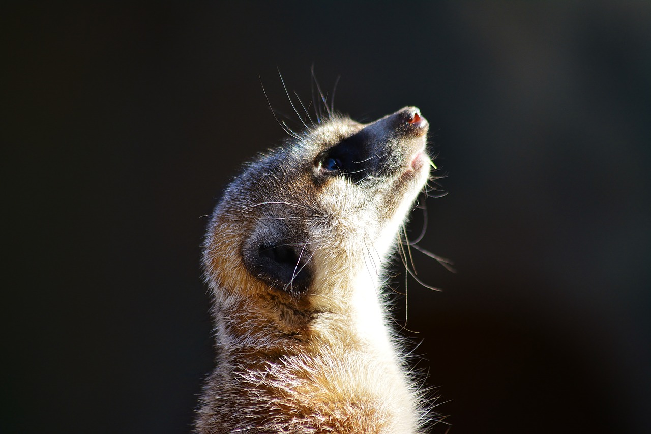 meerkat  cute  attention free photo