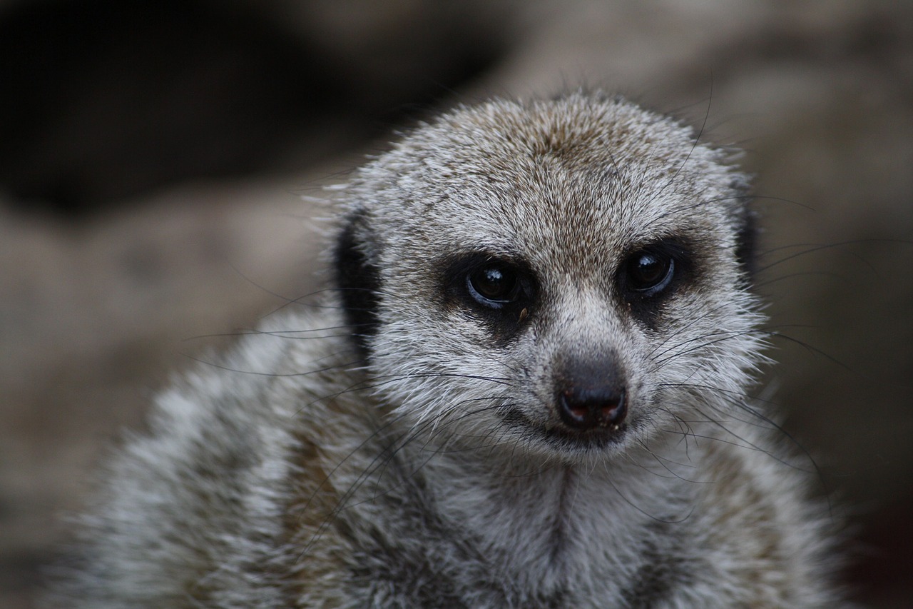 meerkat  animal  nature free photo