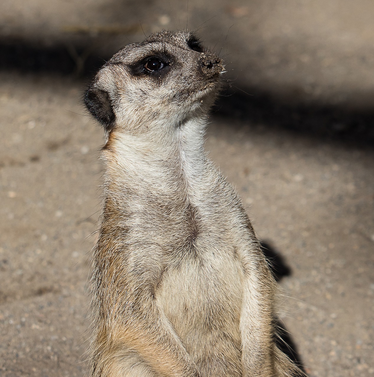 meerkat  mammal  animal free photo