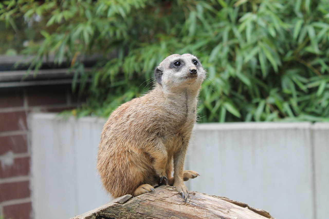 meerkat  animal world  tiergarten free photo