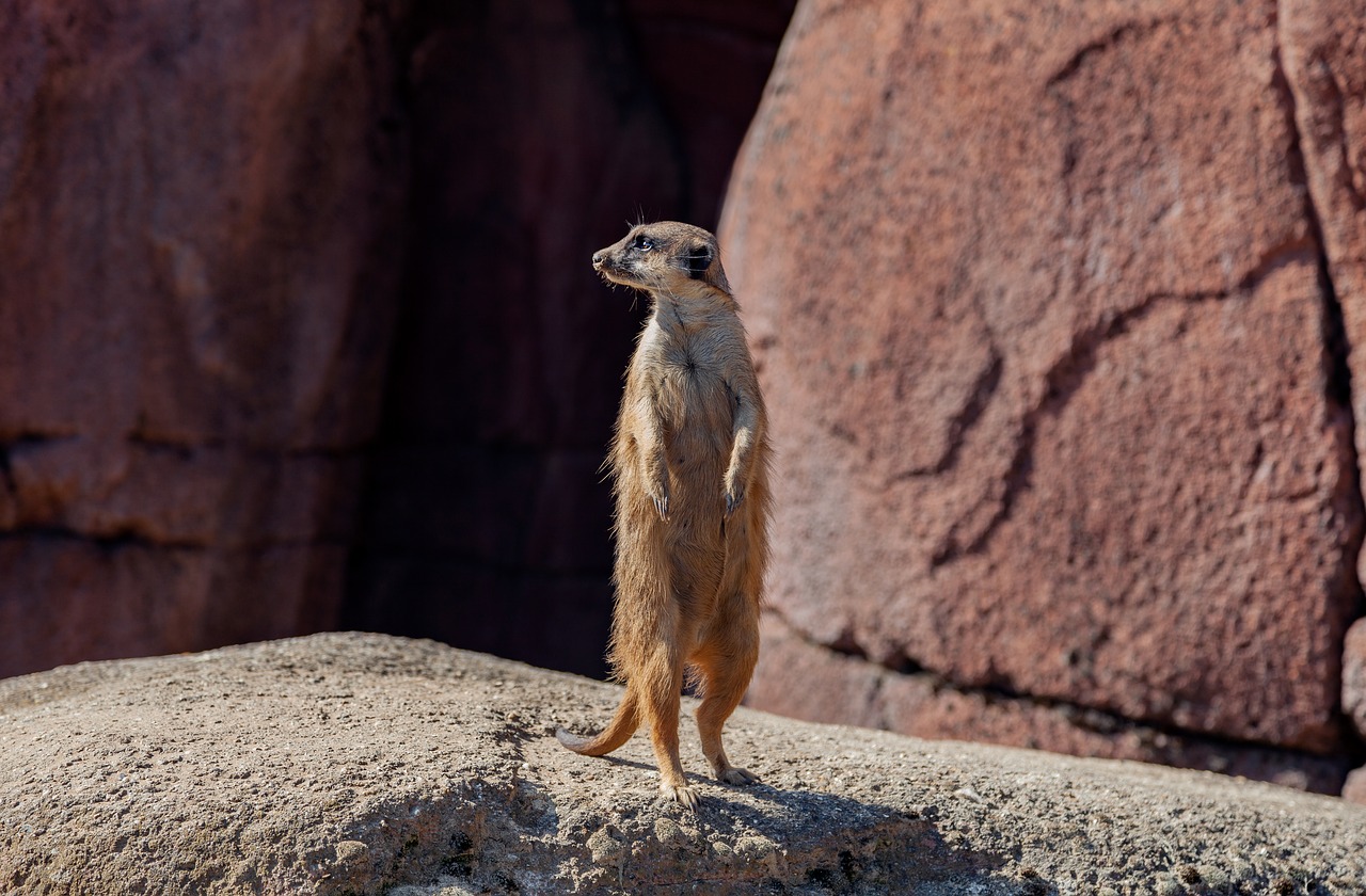 meerkat  pixie  mongoose free photo