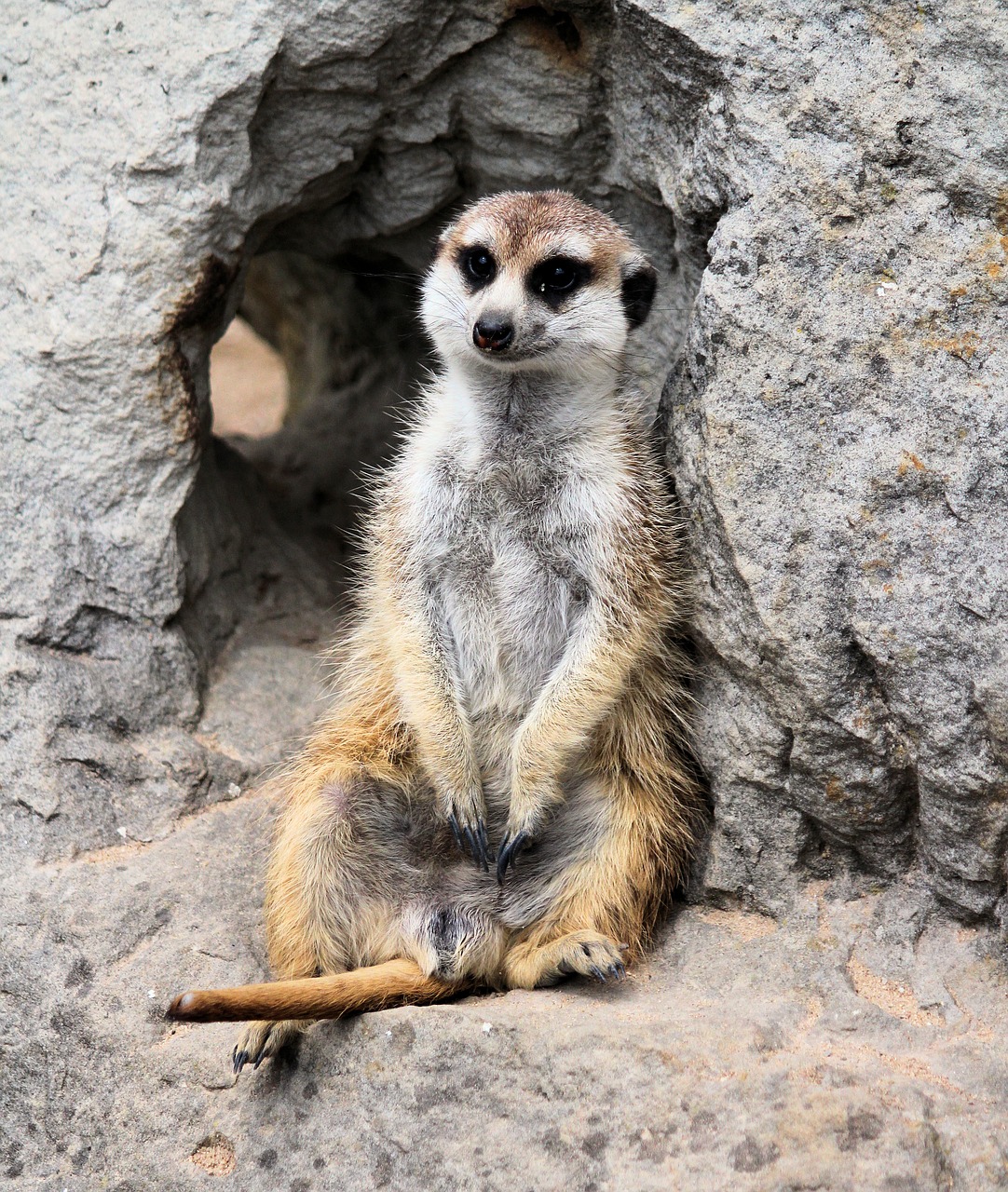 meerkat  animal  beast free photo