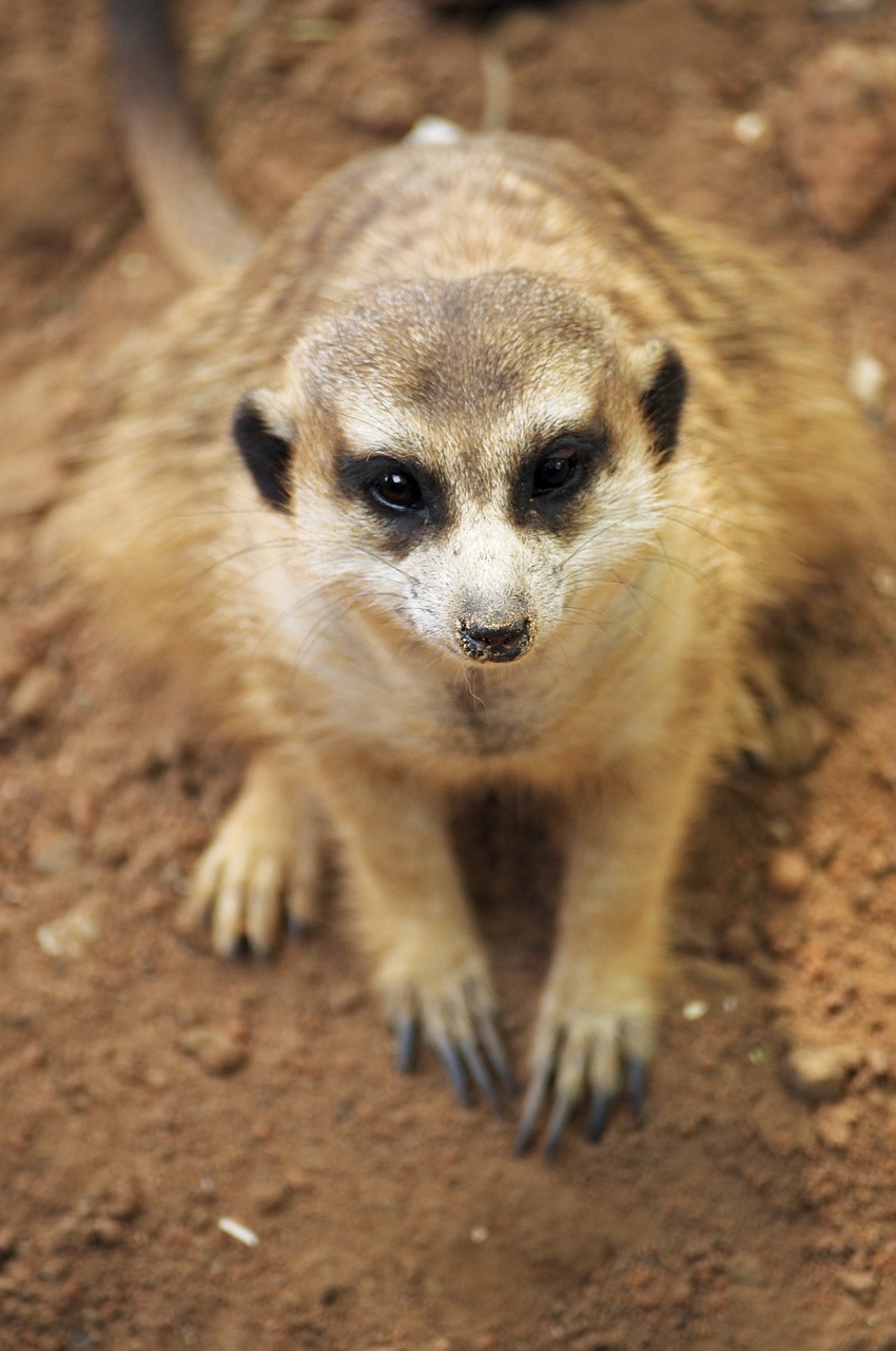 meerkat  animal  mammal free photo