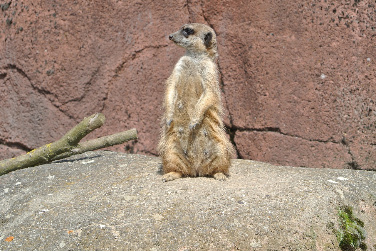 meerkat  mammal  zoo animal free photo