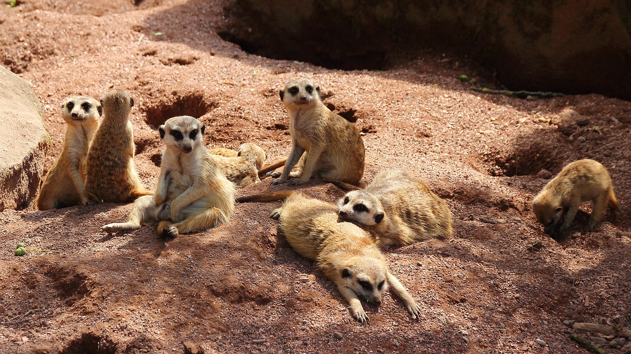 meerkat family animals free photo