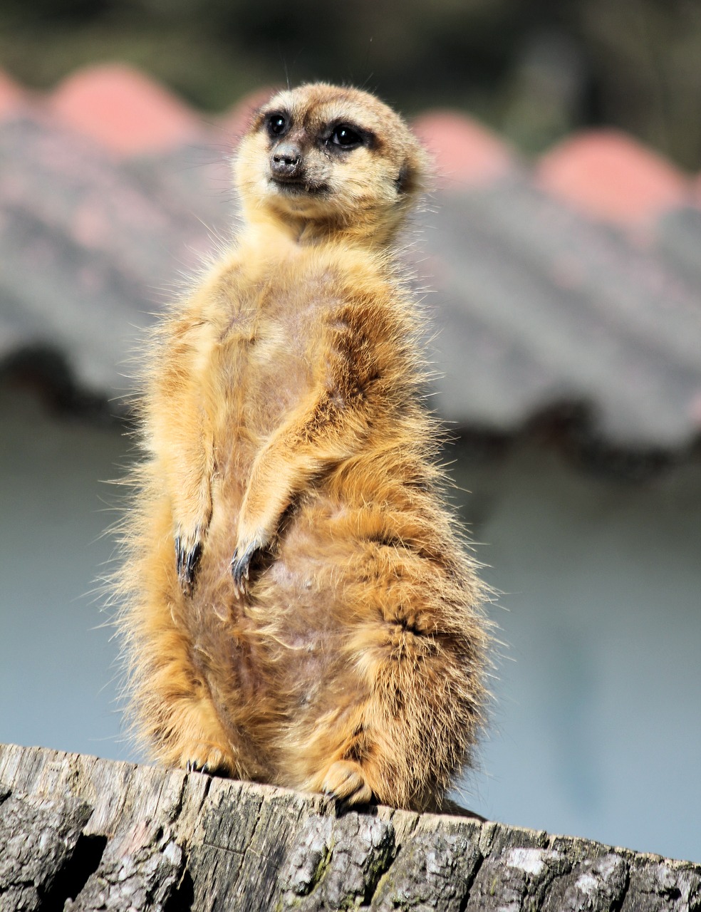 meerkat  cat  african free photo