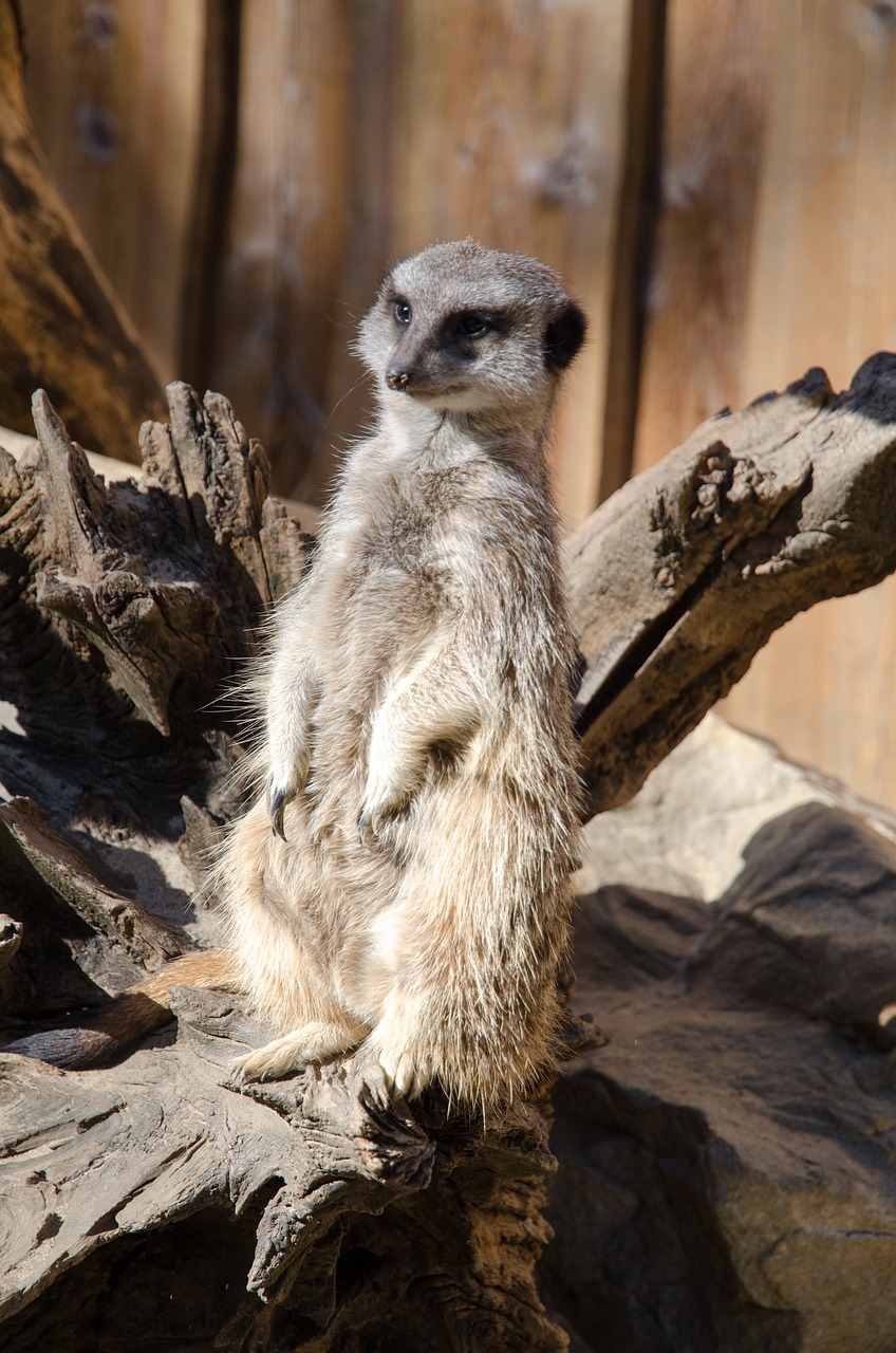 meerkat  zoo  animal free photo