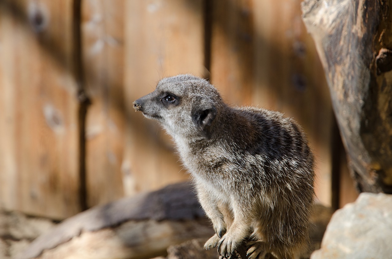 meerkat  zoo  animal free photo