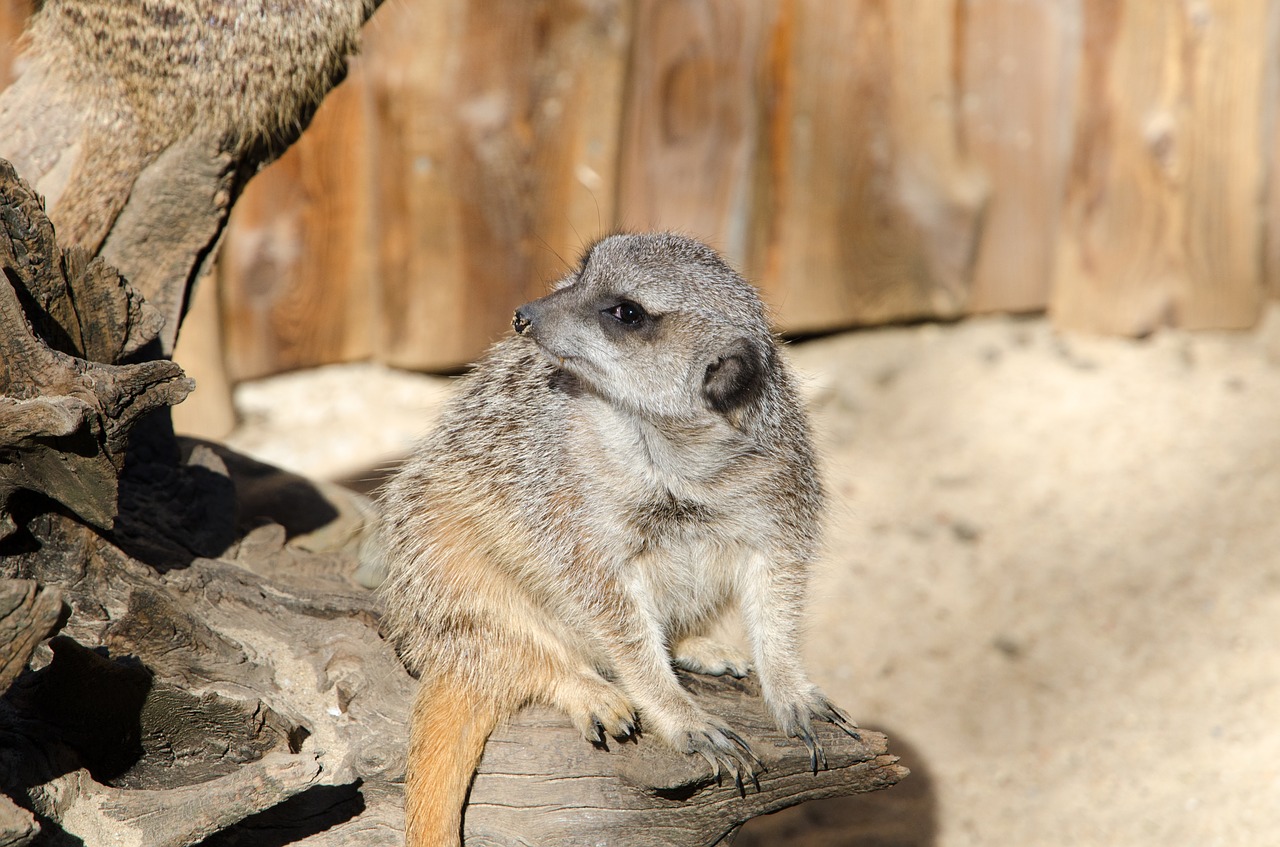 meerkat  zoo  animal free photo