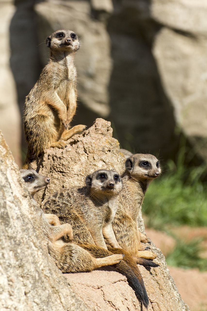 meerkat  zoo  animal free photo