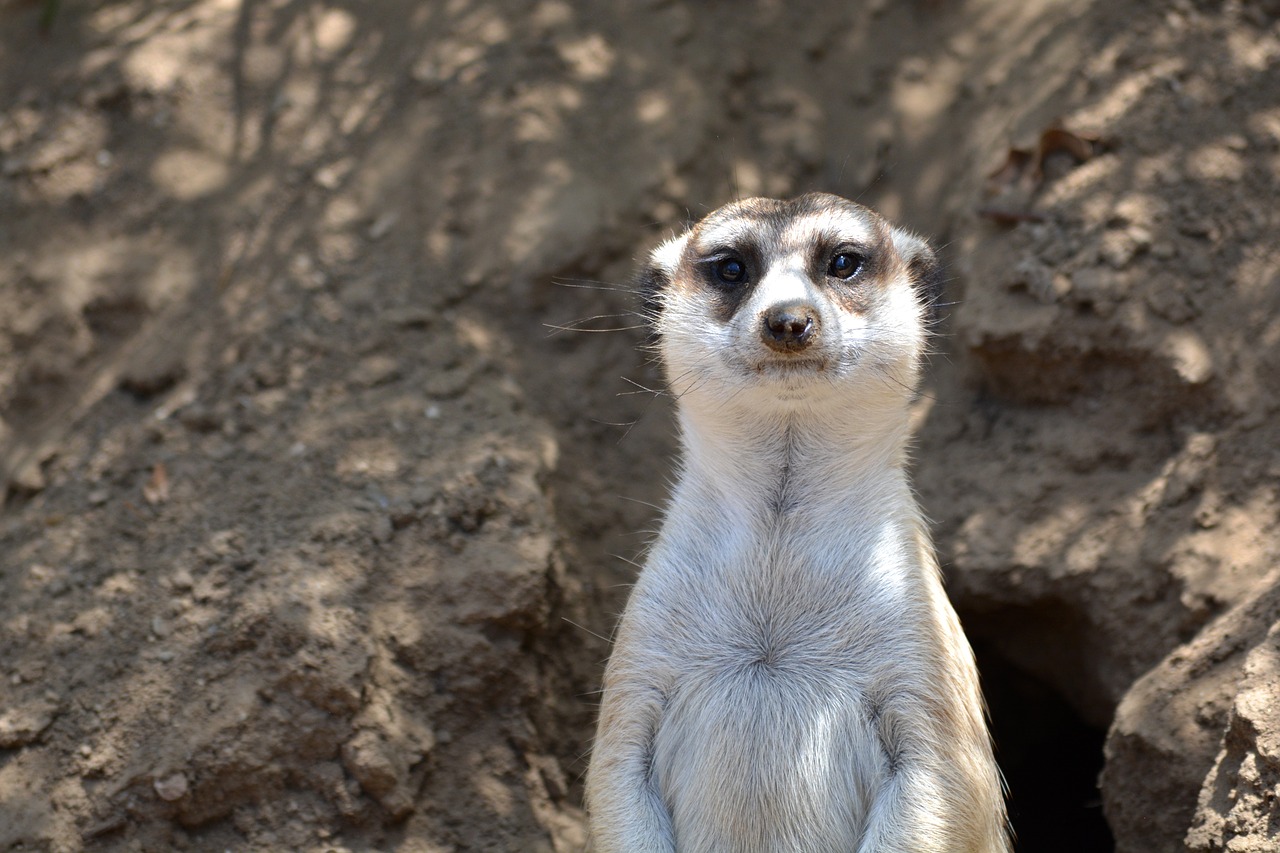 meerkat  animal  desert free photo