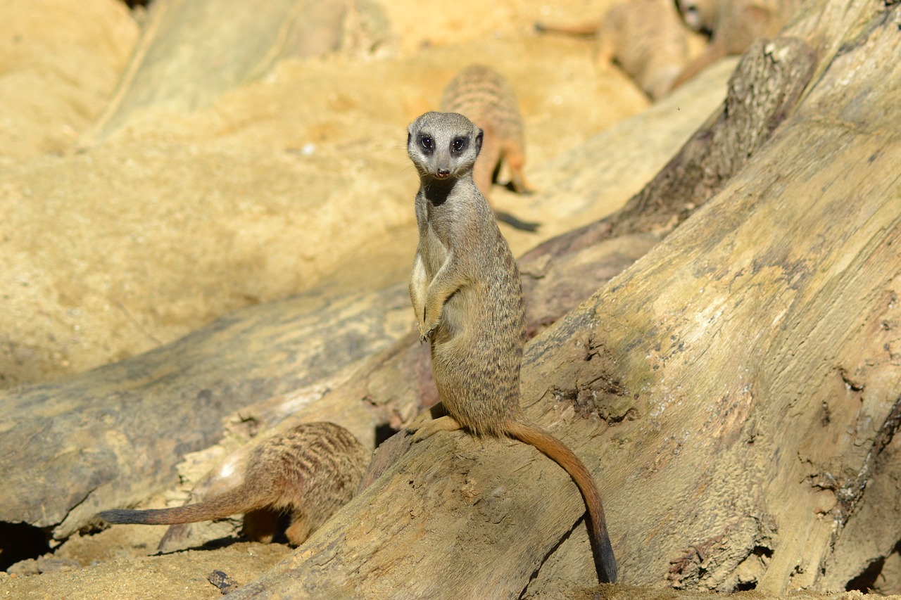 meerkat  animal  mammal free photo