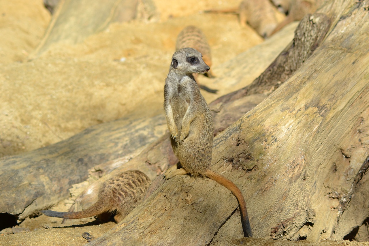 meerkat  animal  mammal free photo