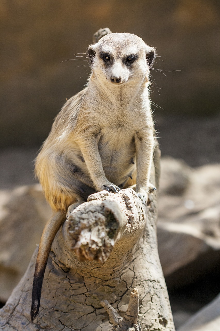 meerkat  animal  cute free photo