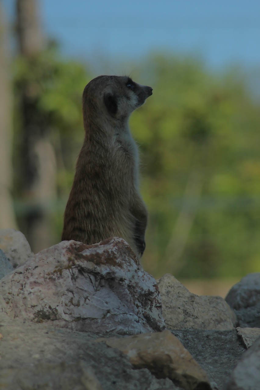 meerkat  rodent  animal free photo