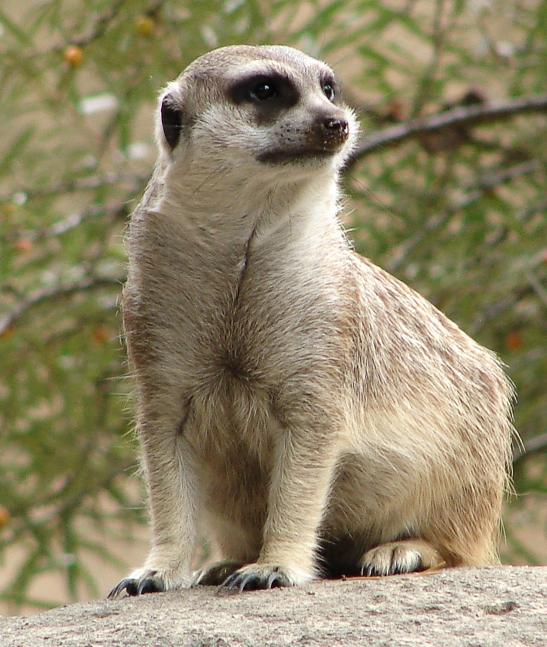 meerkat animal guard free photo