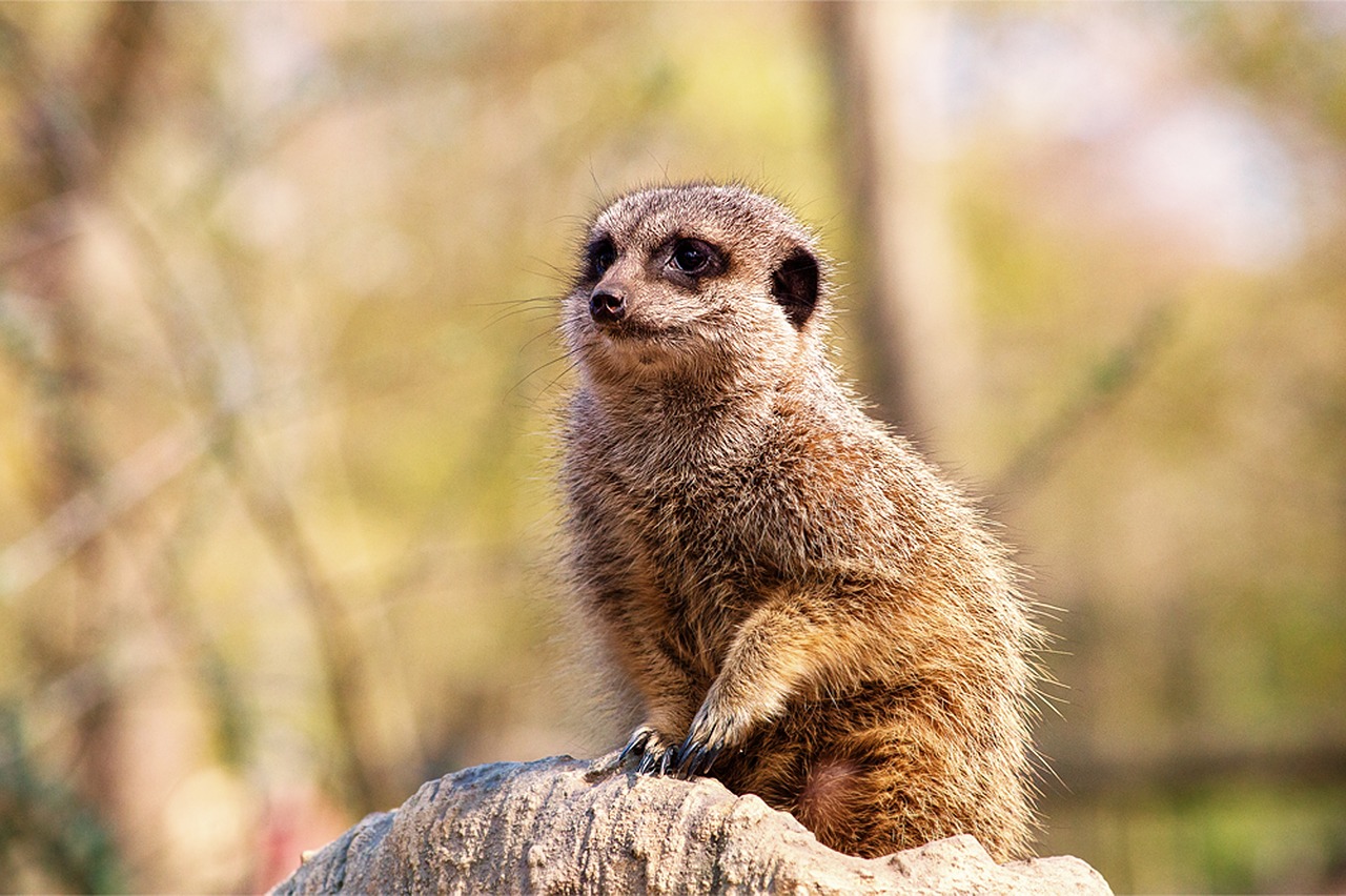 meerkat  zoo  animal free photo