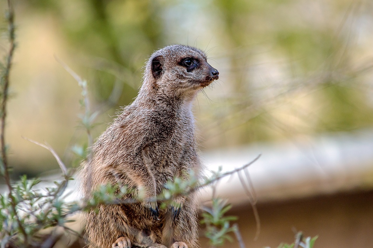 meerkat  animal  cute free photo