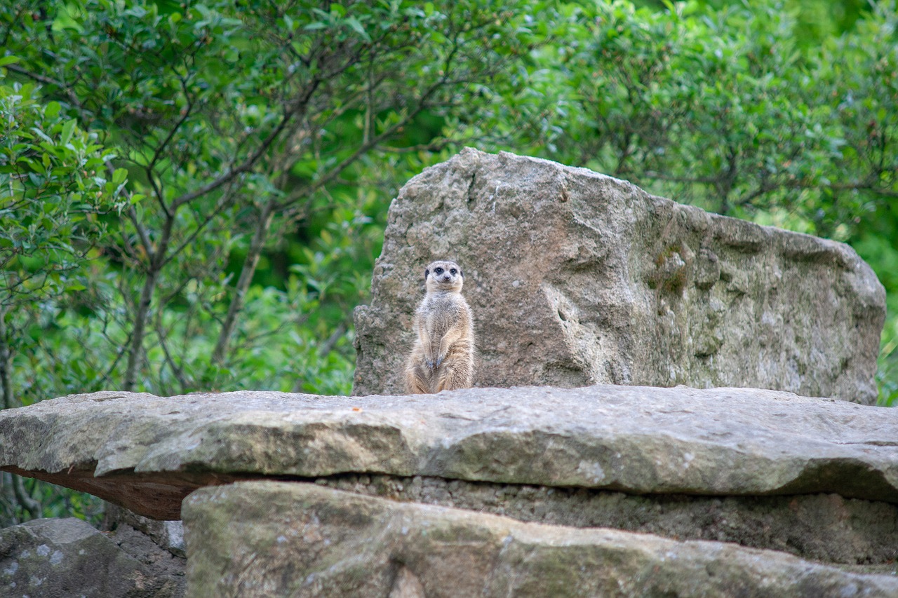 meerkat  enclosure  rock free photo