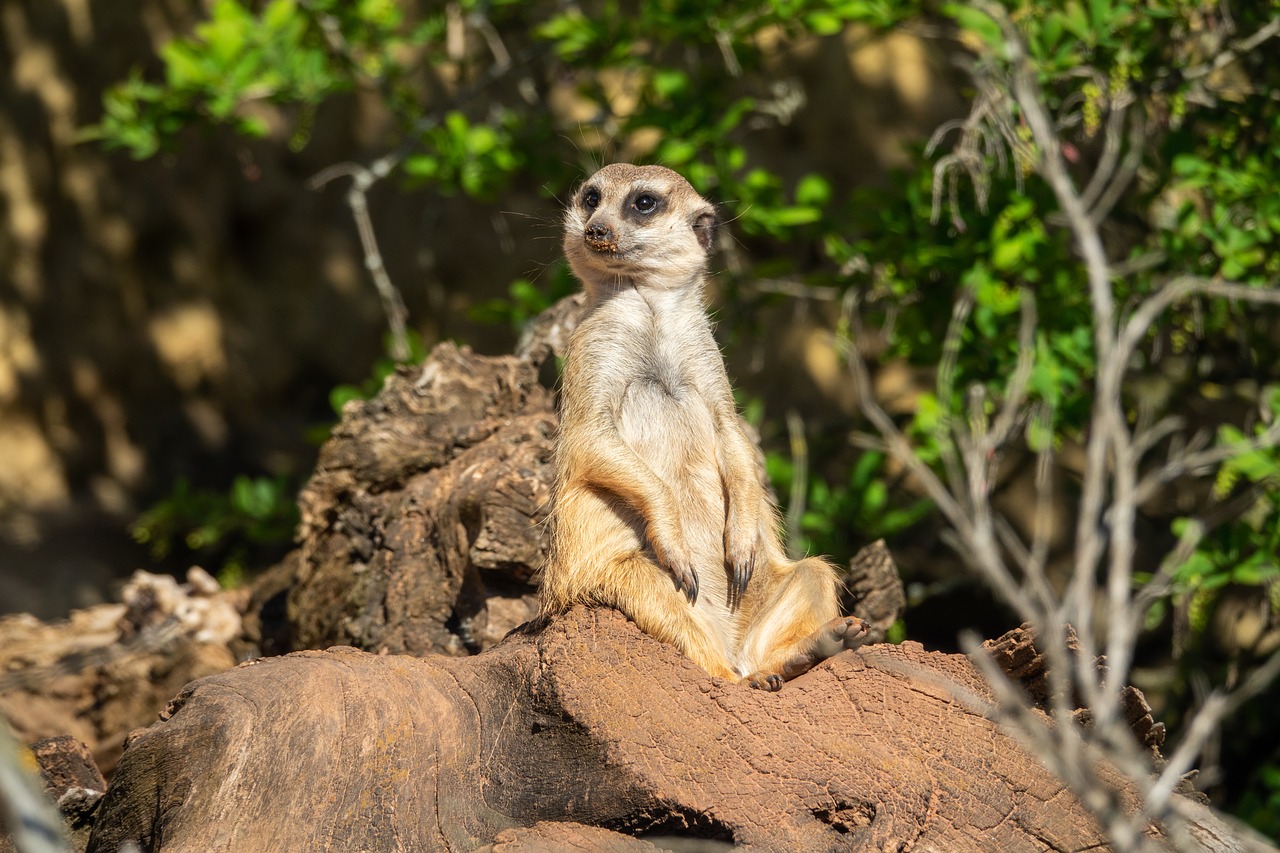 meerkat  guard  animal free photo