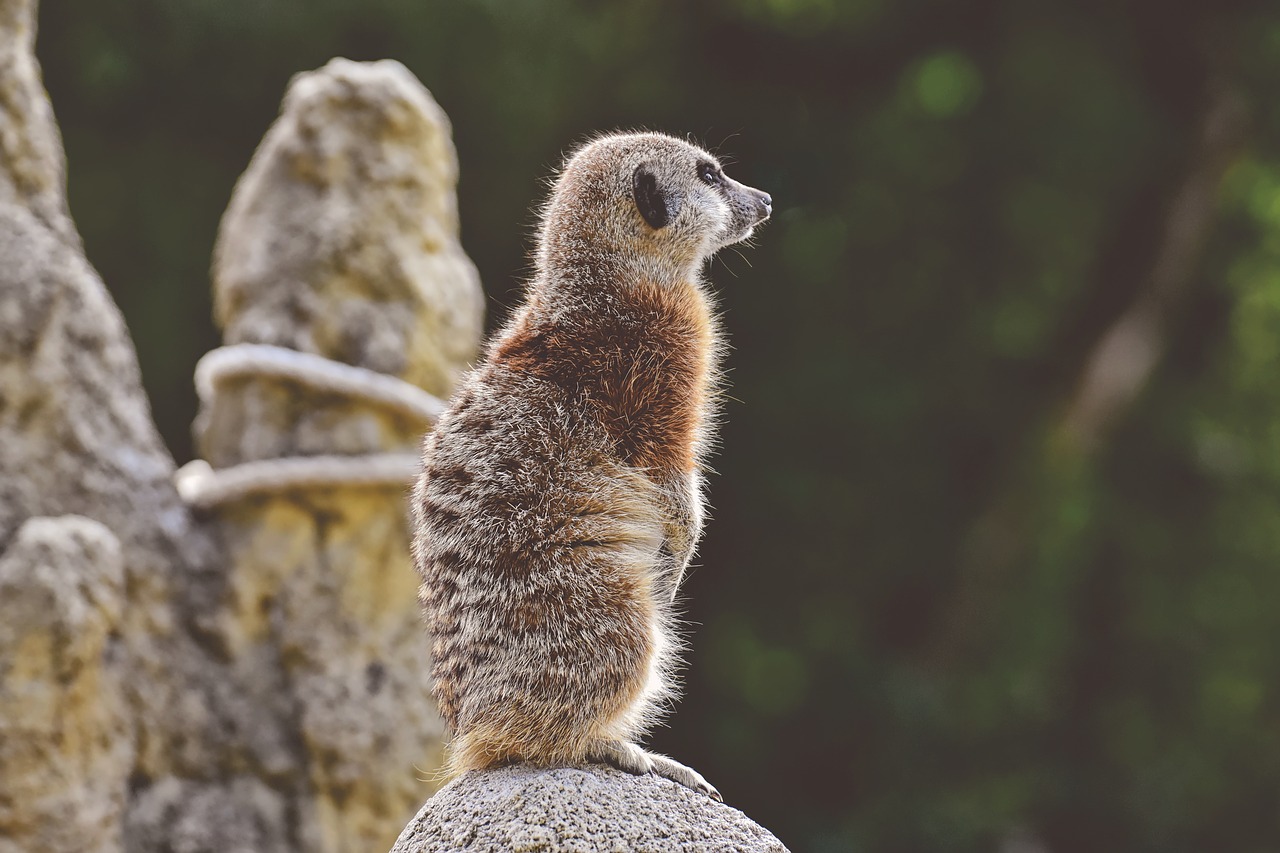 meerkat  animal  nature free photo