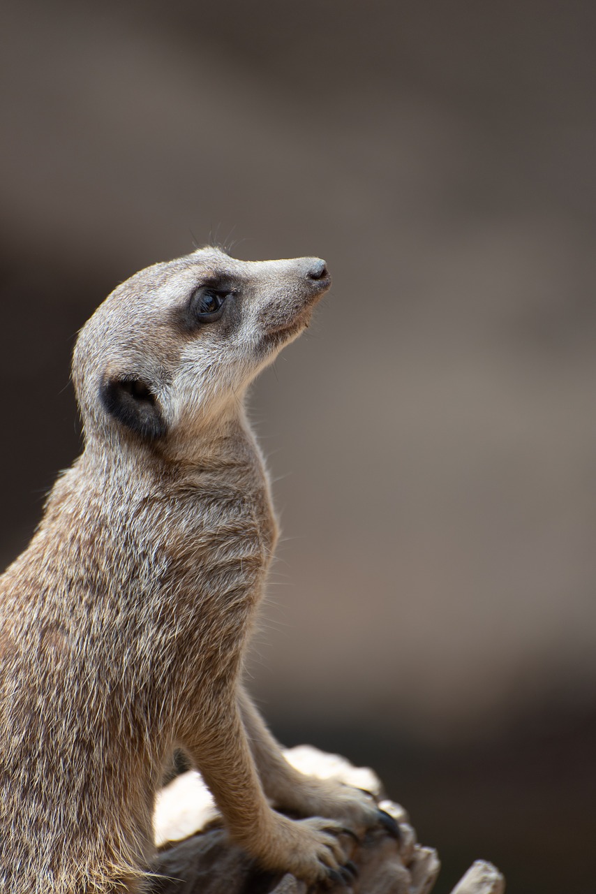 meerkat  zoo  luxembourg free photo