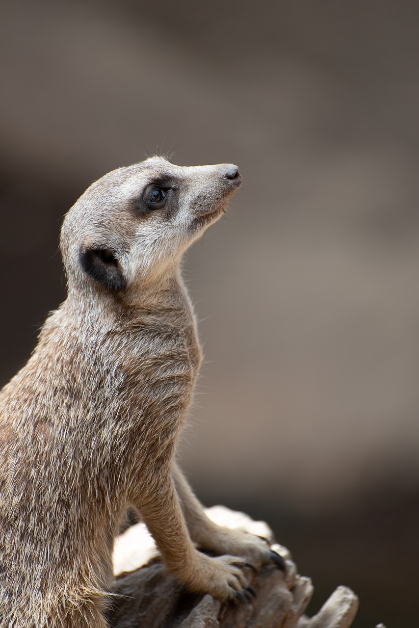 meerkat  zoo  luxembourg free photo