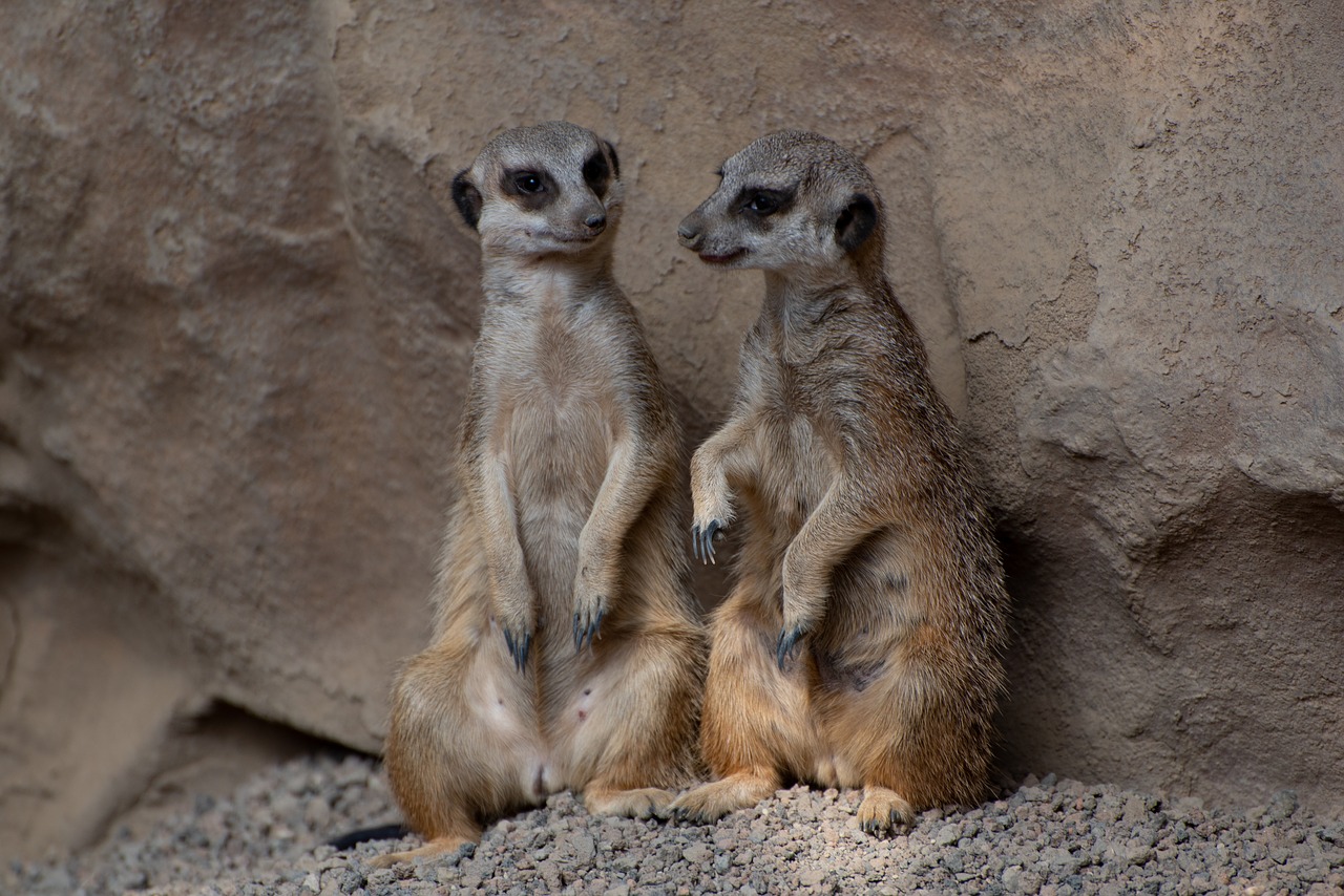 meerkat  zoo  luxembourg free photo