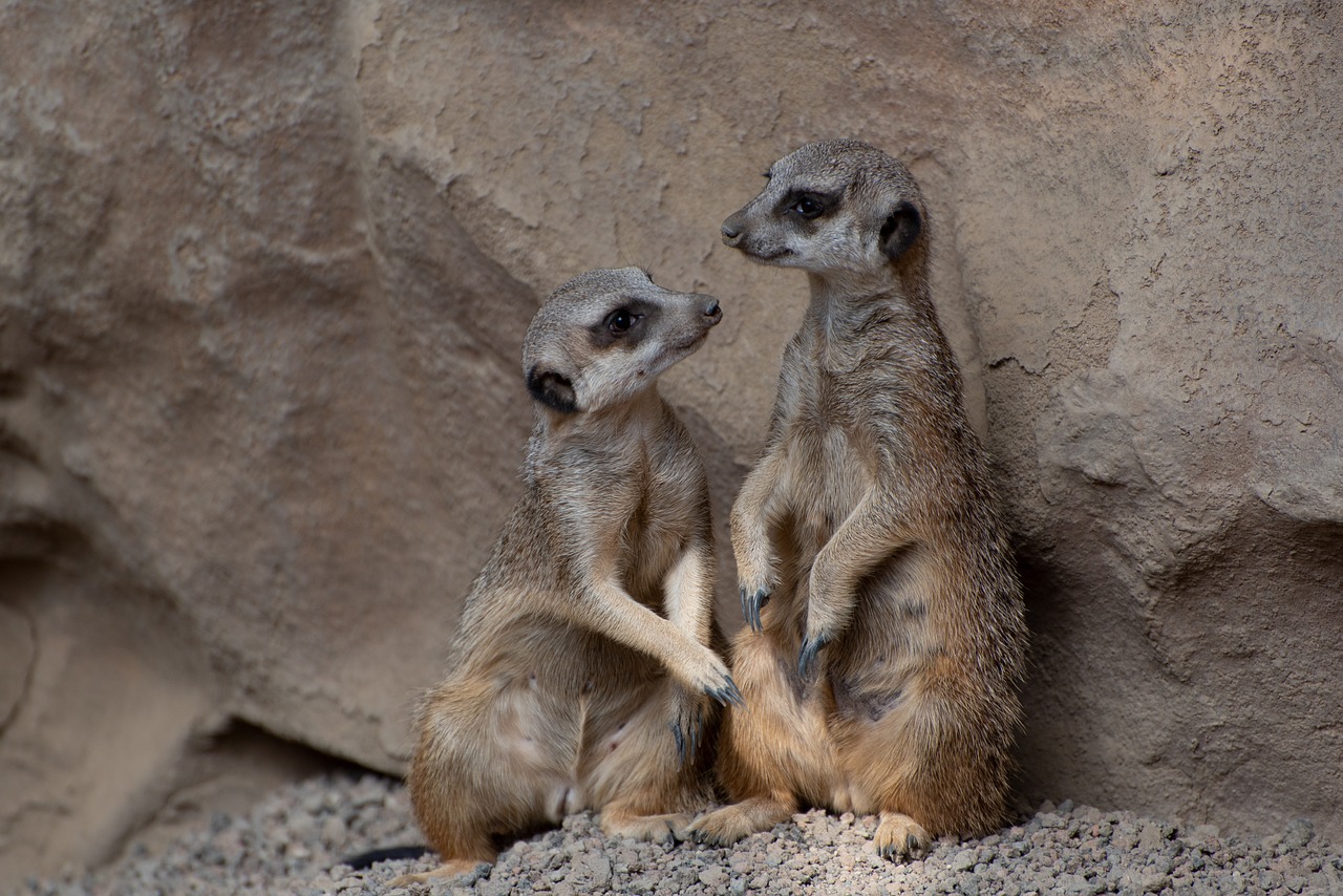 meerkat  zoo  luxembourg free photo