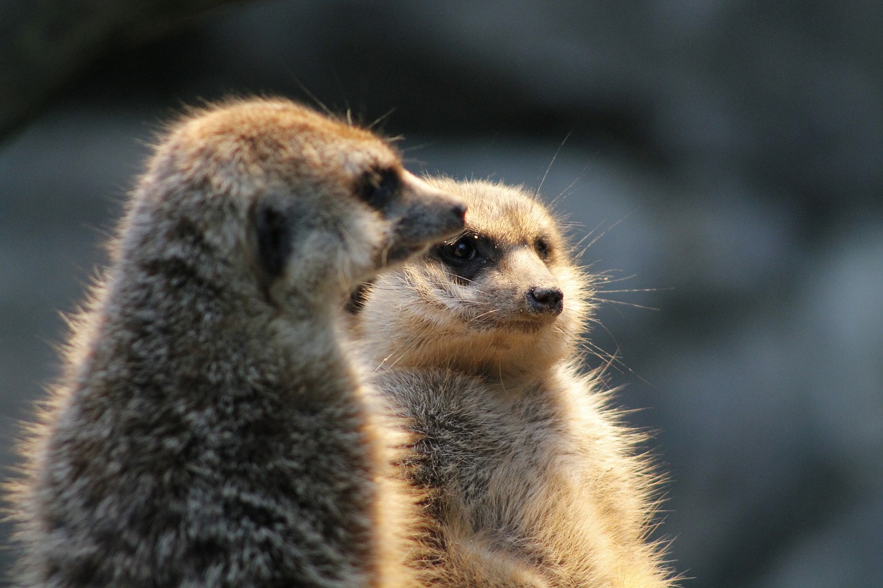 meerkat watch guard free photo