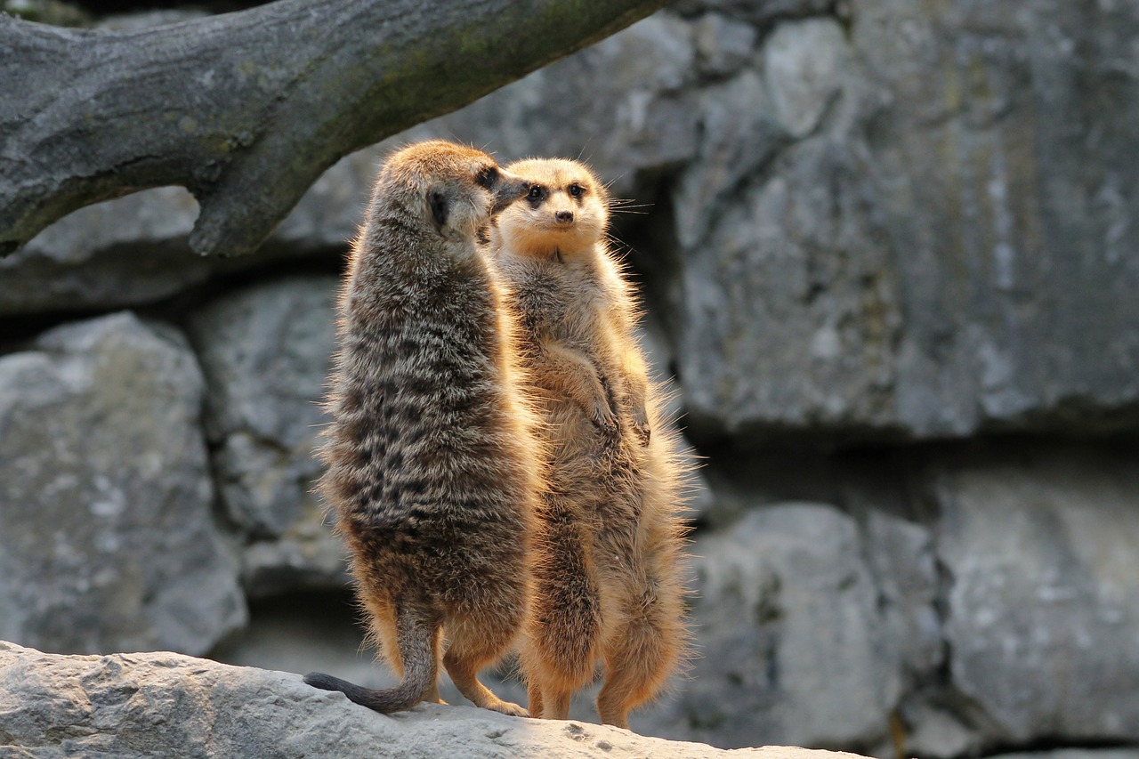 meerkat watch guard free photo