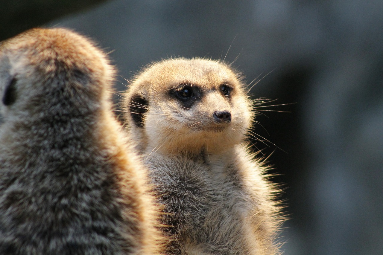 meerkat watch guard free photo