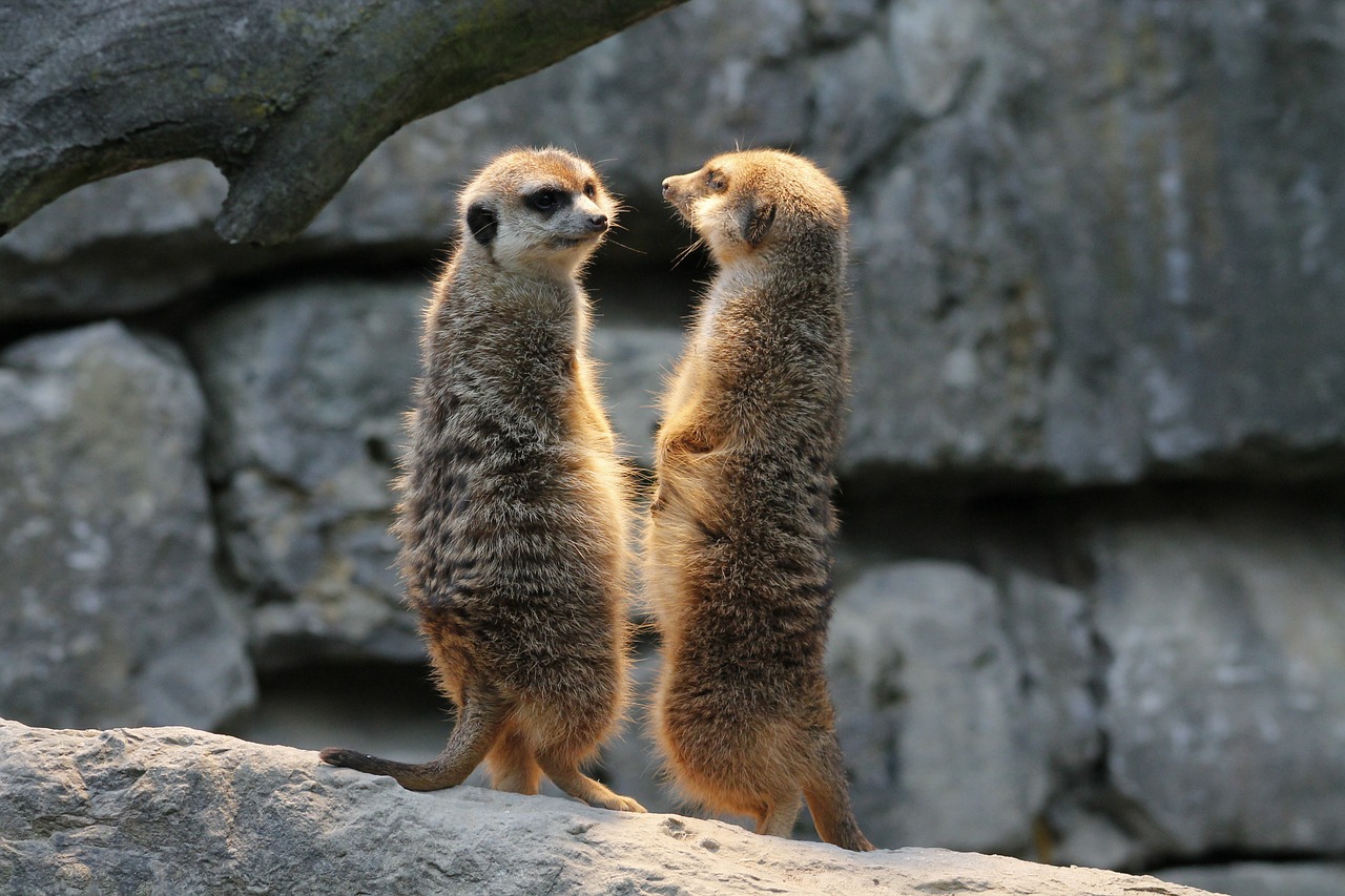 meerkat watch guard free photo