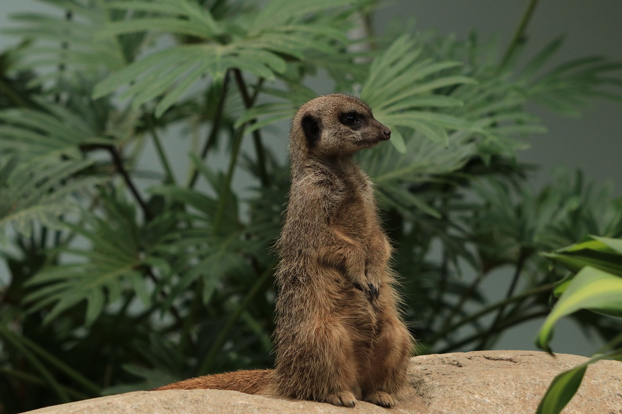 meerkat  fauna  animals free photo