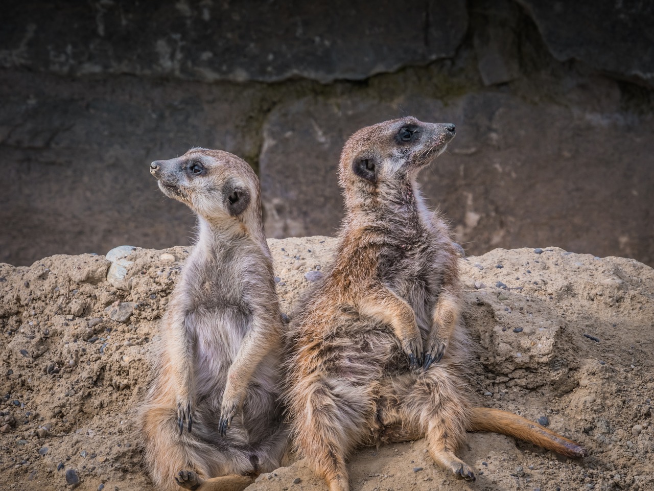 meerkat  animals  animal world free photo