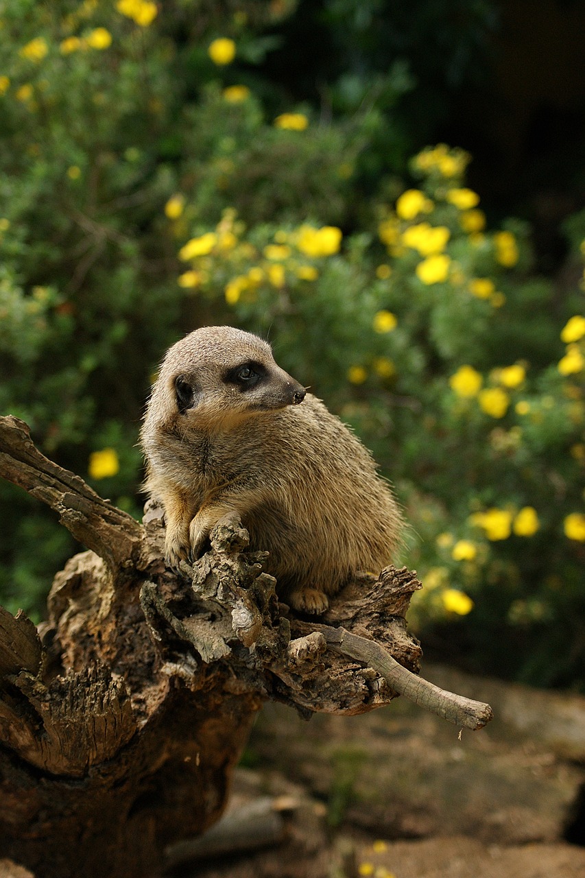 meerkat  animal  animals free photo