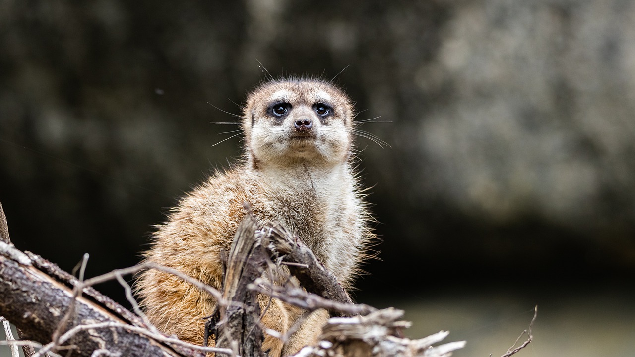 meerkat  animal  zoo free photo