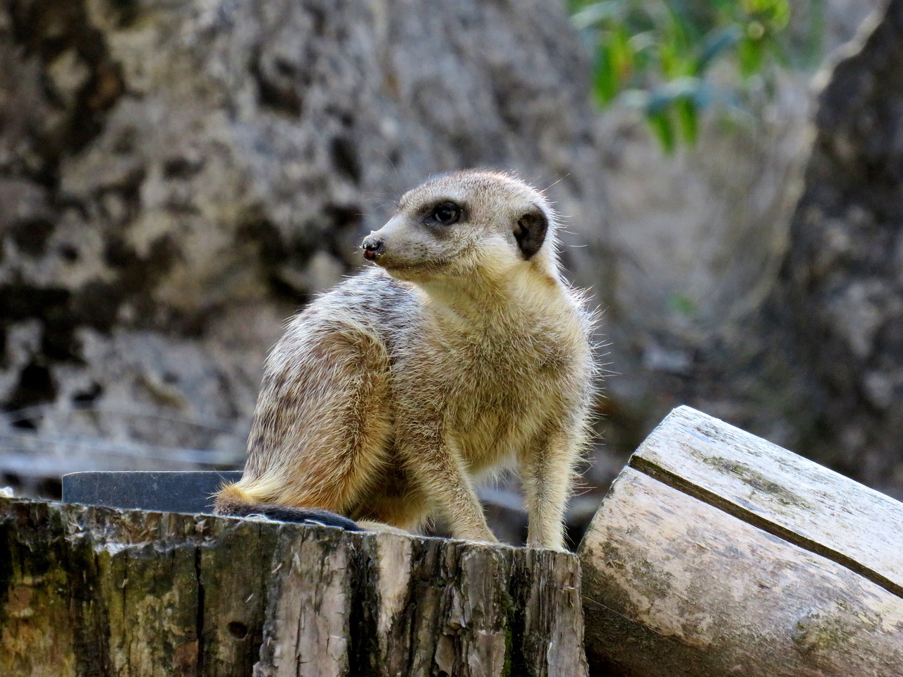 meerkat  nature  mammal free photo