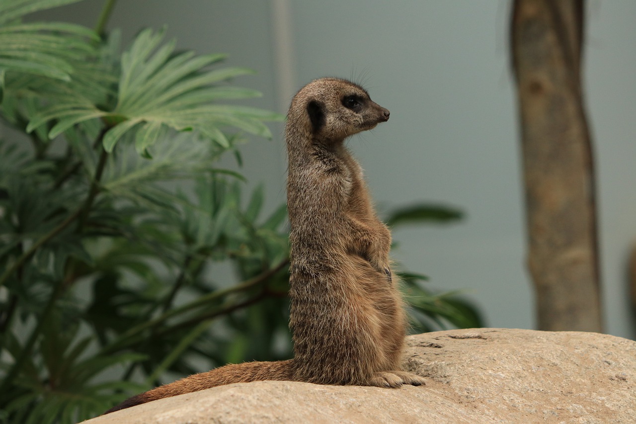 meerkat  fauna  animals free photo