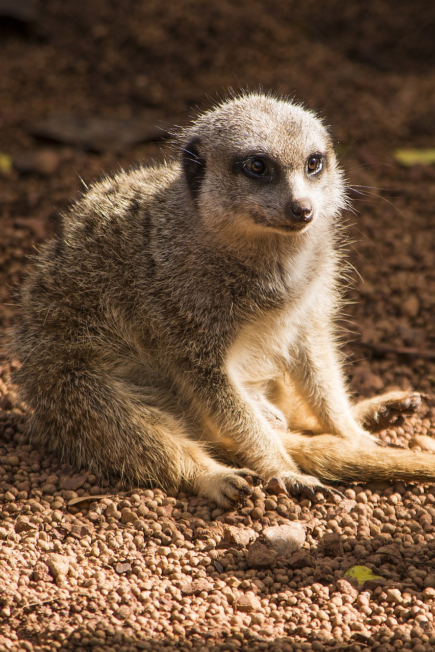 meerkat  cute  nature free photo