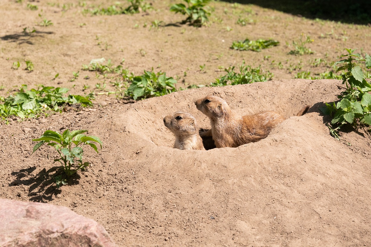 meerkat  nature  cute free photo