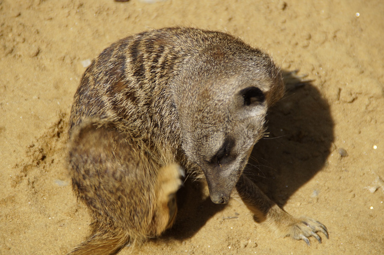 meerkat scratch cute free photo
