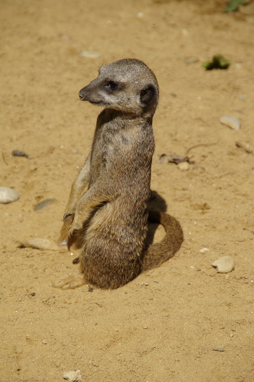 meerkat cute animal world free photo