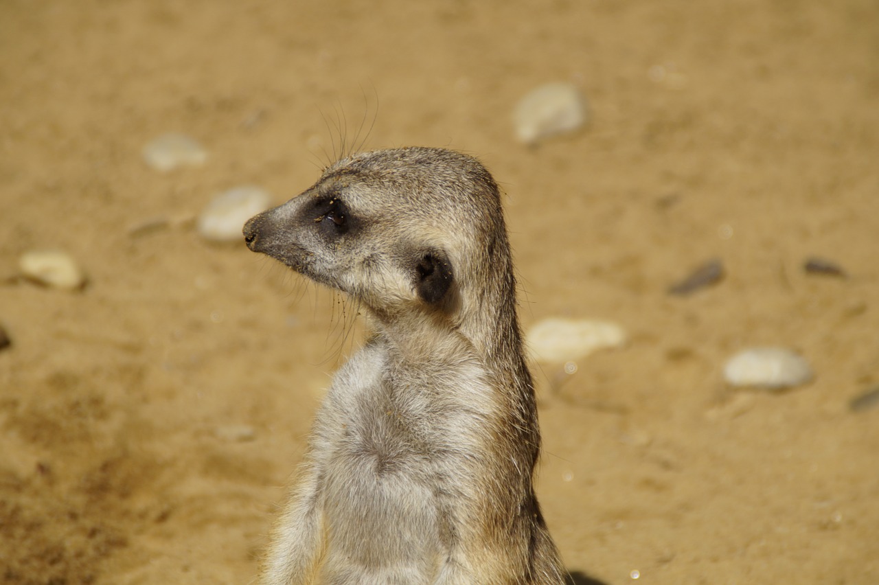 meerkat portrait head free photo