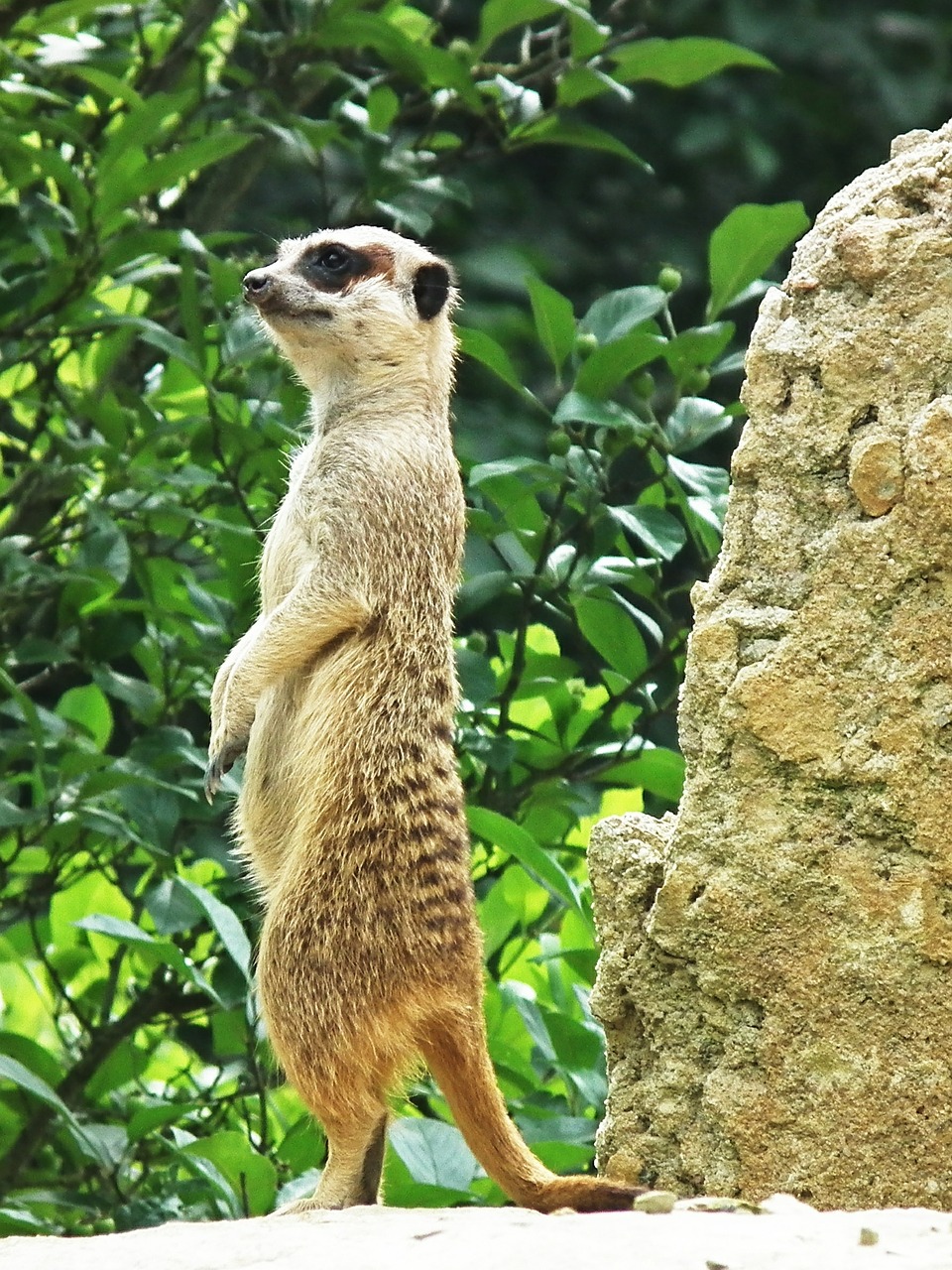 meerkat upright stand free photo