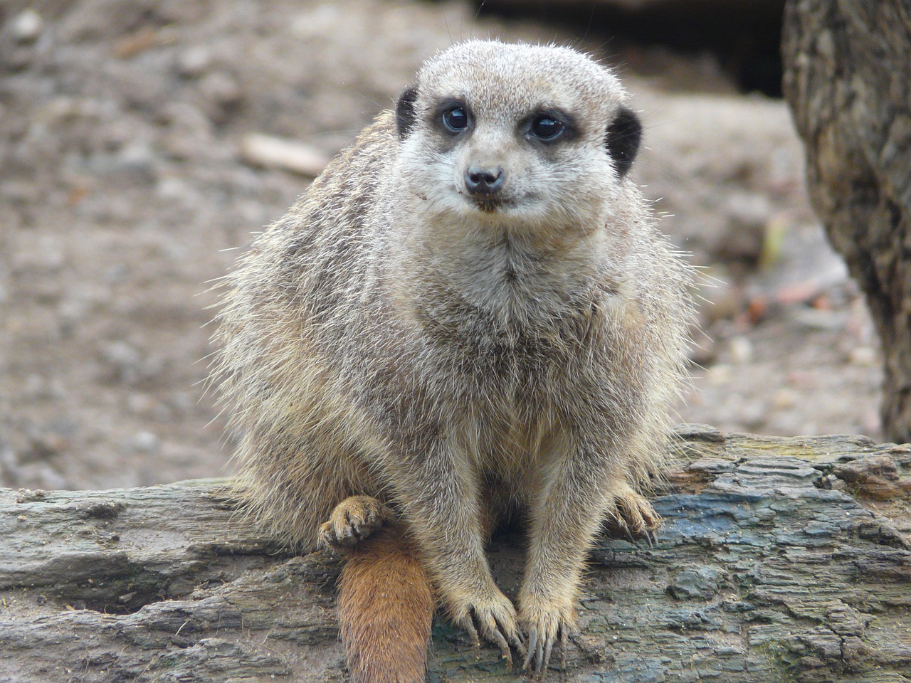 meerkat  nature  animal free photo